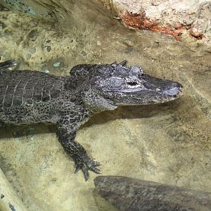 Detroit Zoo - Chinese Alligator - September, 2016