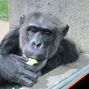 Detroit Zoo - Chimpanzee- September, 2016