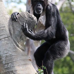 Detroit Zoo - Chimpanzee - September, 2016