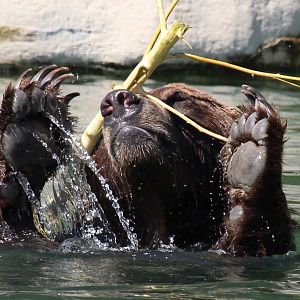 Detroit Zoo - Grizzly Bear - September, 2016