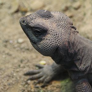 Detroit Zoo  - Mastigure uromastyx - September, 2016