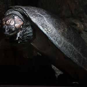 Detroit Zoo - September, 2016