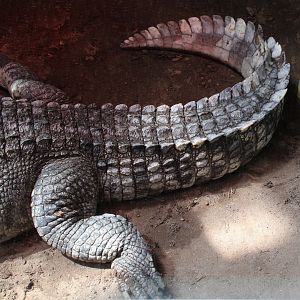 Detroit Zoo - Siamese Crocodile - September, 2016