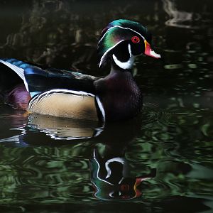 Detroit Zoo - seen from the Boardwalk - September, 2016
