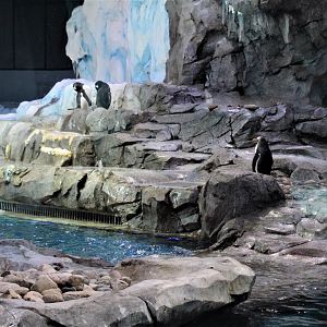 Detroit Zoo - Polk Penguin Conservation Center - September, 2016