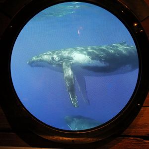 Detroit Zoo - Polk Penguin Conservation Center - September, 2016