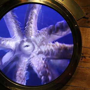 Detroit Zoo - Polk Penguin Conservation Center - September, 2016