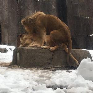 Lions saving the species...