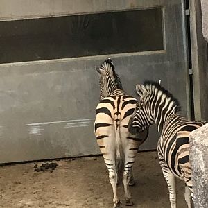 Damara zebras