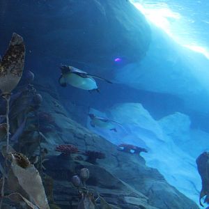 Detroit Zoo - Polk Penguin Conservation Center - September, 2016