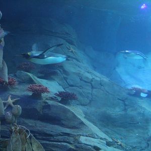 Detroit Zoo - Polk Penguin Conservation Center - September, 2016