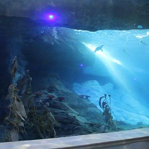 Detroit Zoo - Polk Penguin Conservation Center - September, 2016