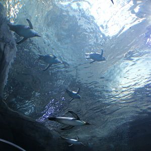 Detroit Zoo - Polk Penguin Conservation Center - September, 2016