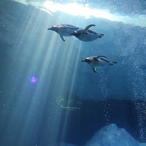 Detroit Zoo - Polk Penguin Conservation Center - September, 2016