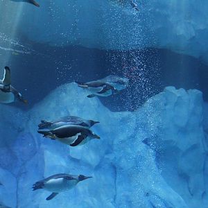 Detroit Zoo - Polk Penguin Conservation Center - September, 2016