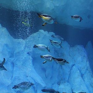 Detroit Zoo - Polk Penguin Conservation Center - September, 2016