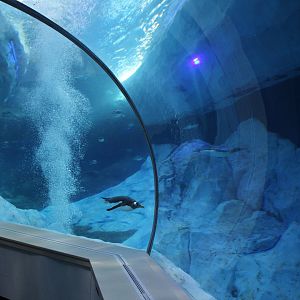 Detroit Zoo - Polk Penguin Conservation Center - September, 2016