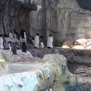 Detroit Zoo - Polk Penguin Conservation Center - September, 2016