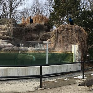 Pea fowl take over penguin exhibit