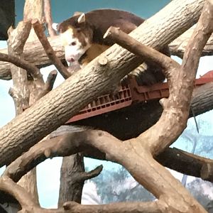 Tree kangaroo