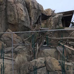 Who can find the red panda?