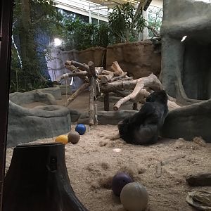 Gorilla indoors