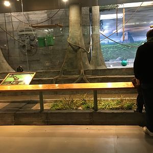 Spider Monkey indoors