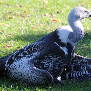 Detroit Zoo - Ruppell’s Griffon Vulture - September, 2016