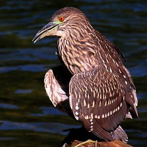 Detroit Zoo - Unknown bird in the African Grasslands enclosure - September, 2016