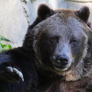 Detroit Zoo - Grizzly(?) Bear - September, 2016
