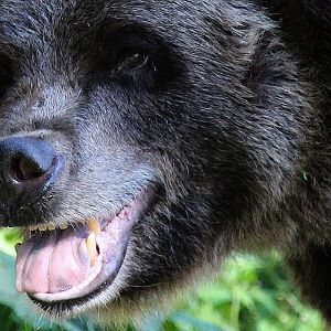 Detroit Zoo - Grizzly(?) Bear - September, 2016