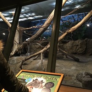 Cotton top tamarin exhibit