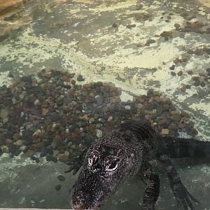 Chinese alligator