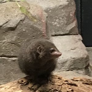 3 legged dwarf mongoose