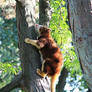 Detroit Zoo - Matschie’s Tree Kangaroo - September, 2016