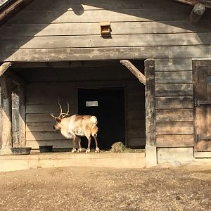 Caribou/Sandhill crane shelter