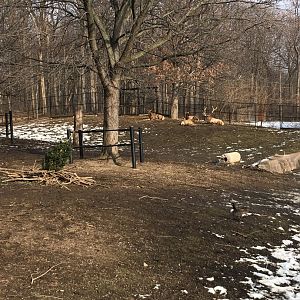 Elk/Canadian geese exhibit