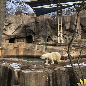 Awful polar bear grotto