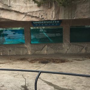 Polar bear underwater viewing
