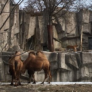 Camel and tiger (panoramic view)
