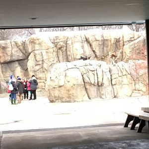 Red panda from pachyderm area