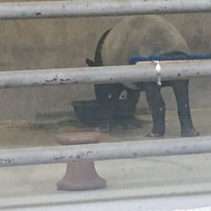 Maggie Malayin tapir