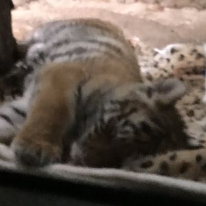 Male Amur Tiger Cub