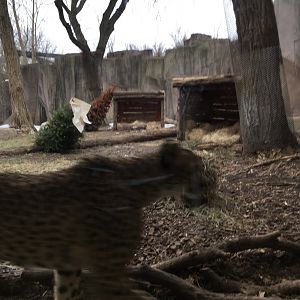Cheetah exhibit