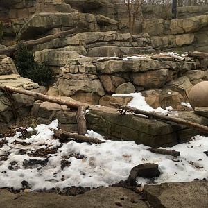 Snow leopard exhibit