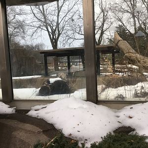 Empty exhibit (former Asian black bear)