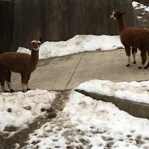 Alpacas
