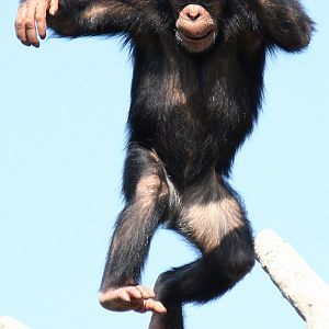 Detroit Zoo - Chimpanzee - October, 2016