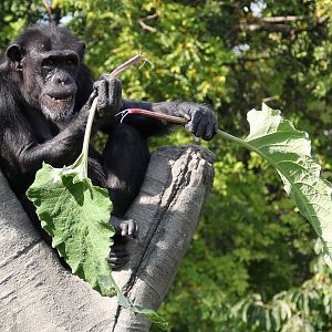 Detroit Zoo - Chimpanzee - October, 2016