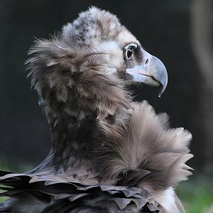 Detriot Zoo - Cinereous Vulture - October, 2016